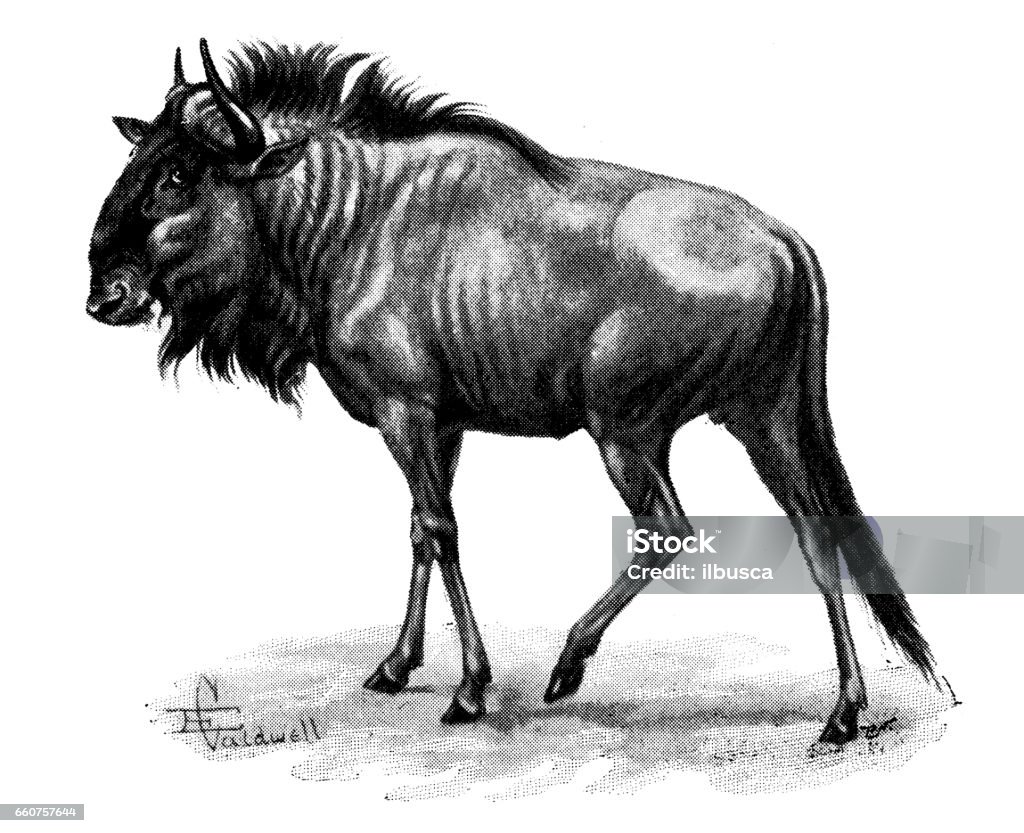 Antique animals illustration: Brindled gnu or Blue Wildebeest 19th Century stock illustration