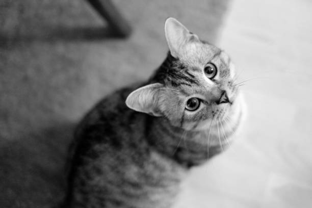 istock Cat sitting on the ground and looking up 660758584