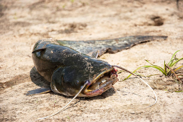 istock Caught catfish on the sand in summer 660758948