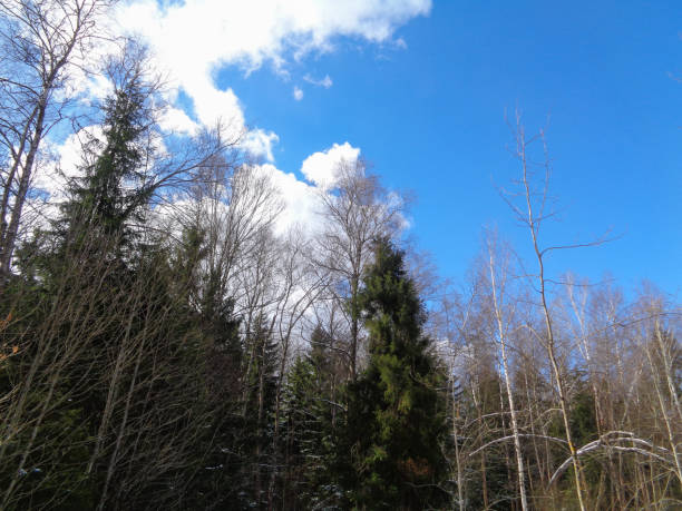 istock Forest and melting snow. Russia 660761760