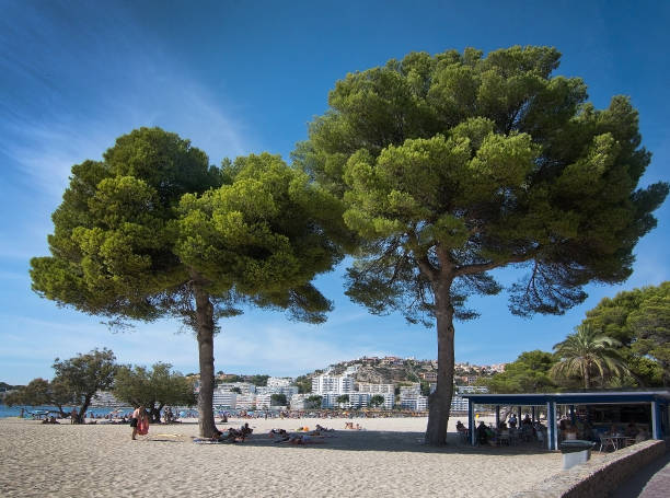 playa de santa ponsa con suave arena blanca - 3655 fotografías e imágenes de stock