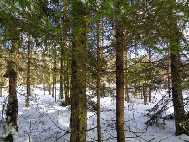 istock Forest and melting snow. Russia 660764730