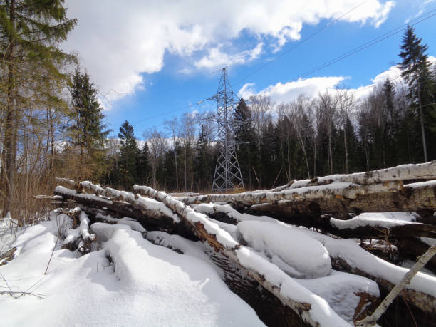 istock Forest and melting snow. Russia 660768734