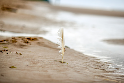 Feather stick in sand, at beach by the Batlic sea, Poland, autumn time.