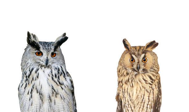istock portrait of two birds owls on white isolated background 660775548