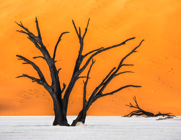 Dead Camelthorn Trees and red dunes in Deadvlei Dead Camelthorn Trees and red dunes in Deadvlei, Sossusvlei, Namib-Naukluft National Park, Namibia namib sand sea stock pictures, royalty-free photos & images