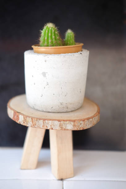 istock Beautiful cute mini cactus decoration in house 660778424