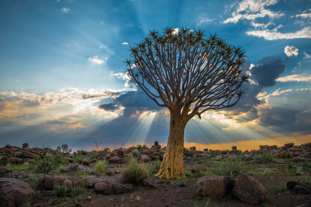The quiver tree, or aloe dichotoma, Keetmanshoop, Namibia
