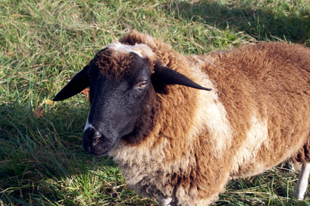 istock Rhoenschafe; gefaerdete; breed; domestic sheep 660779634