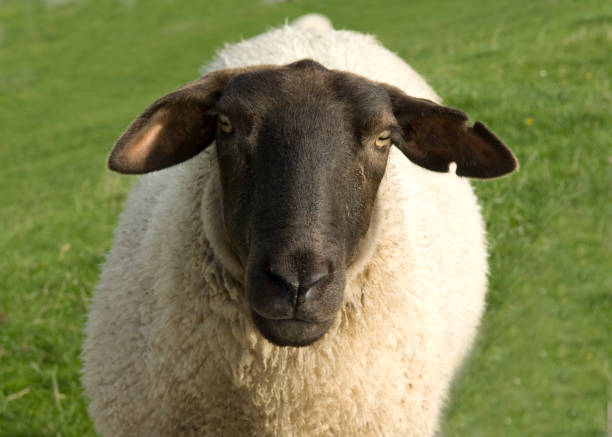 istock Rhoenschafe; gefaerdete; breed; domestic sheep 660782450