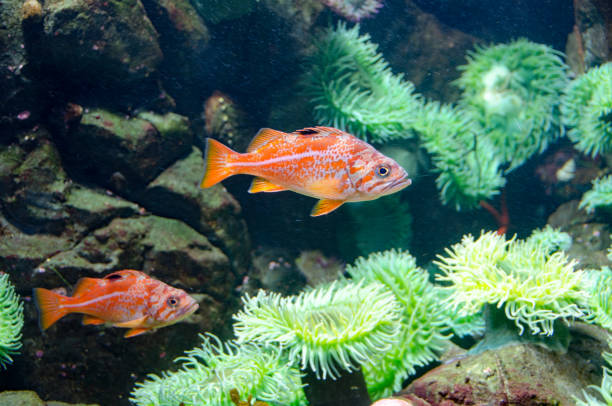 istock Tropical fish and anemomes close-up 660782520