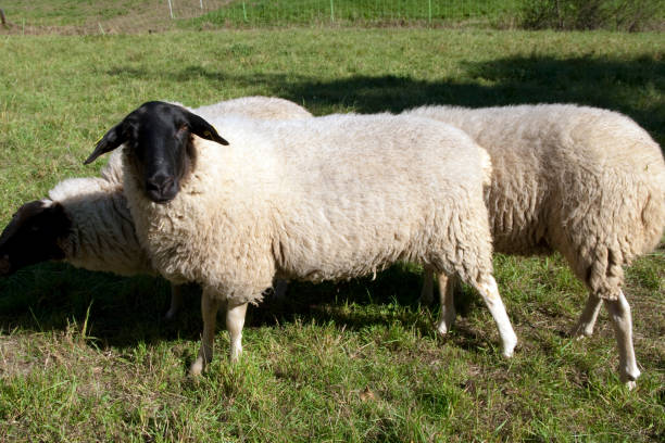 istock Rhoenschafe; gefaerdete; breed; domestic sheep 660782696