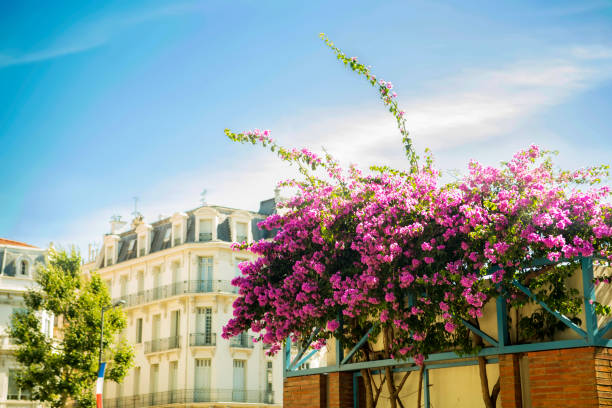 The blossoming  Bougainvillea on the city and the blue sky background