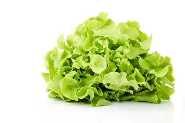 Green oak leaf lettuce isolated on white