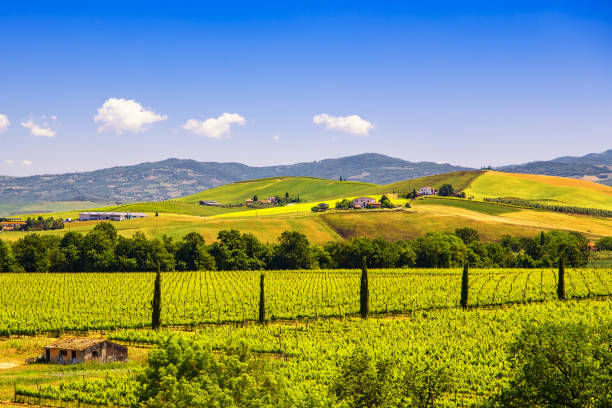 campagna di montalcino, vigneto, cipressi e campi verdi. toscana - montalcino foto e immagini stock