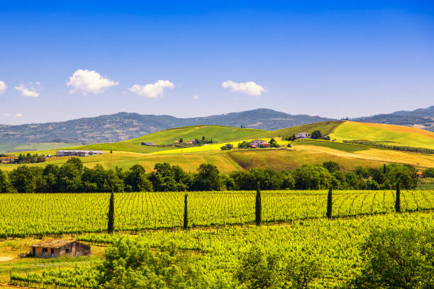montalcino countryside, vineyard, cypress trees and green fields. tuscany, italy - montalcino imagens e fotografias de stock