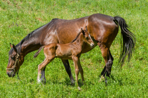 istock Mare with foal grazing on a spring pasture 660788316