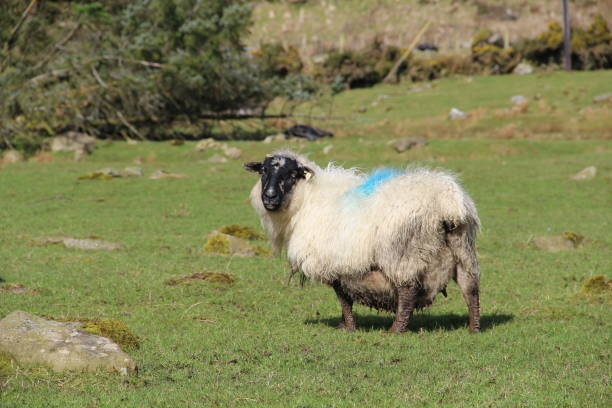 istock Sheep with a black head in a field 660788460