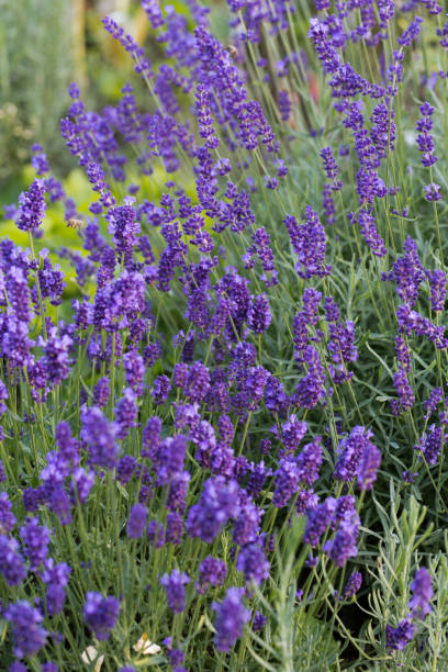 istock Garden with the flourishing lavender 660791400