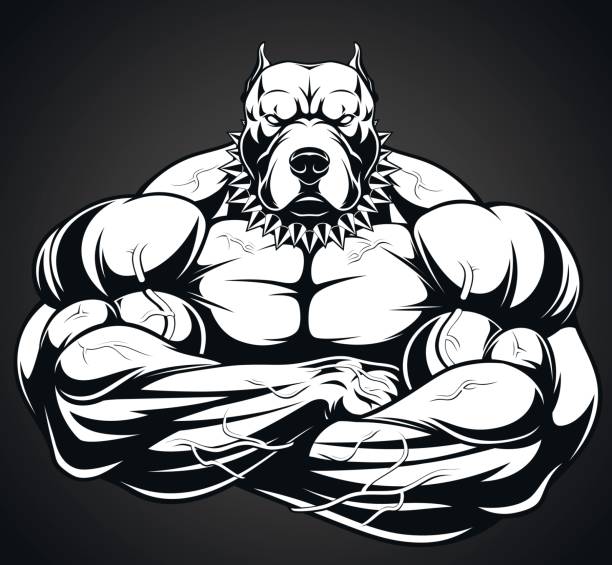 Angry dog bodybuilder Vector illustration of a strong  pitbull pit bull power stock illustrations