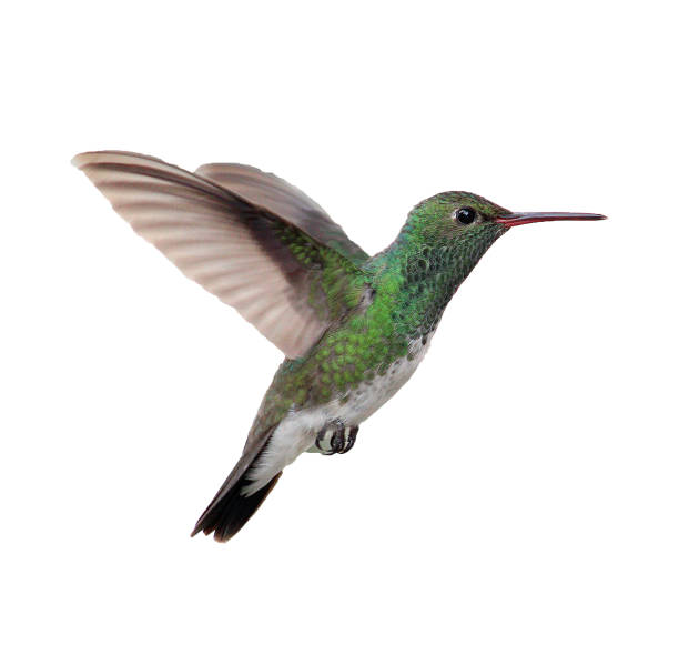 istock Hummingbird isolated on white background 660797374