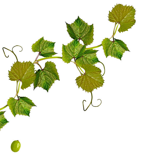 The branch of grapes isolated on white background.