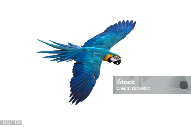 Blue And Gold Macaw Flying On White Background Clipping Path Stock Photo - Download Image Now