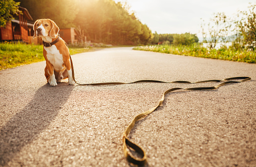 Perro beagle perdido se encuentra solo en la carretera photo