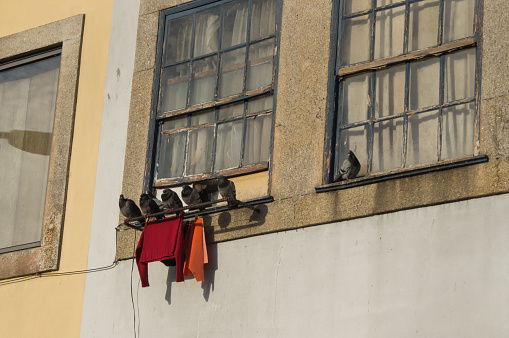 pigeons on a drying rack in Porto