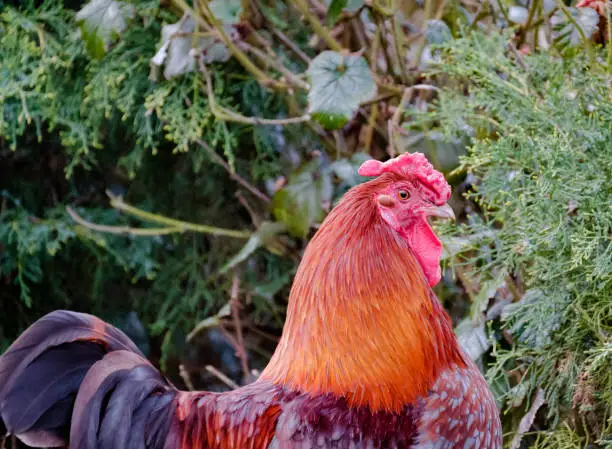 Adult Wyandotte Cockerel shown in a domestic garden in late spring. The bird has a flock of best of bred, show wining Wyandotte hens, out of view of the camera. He can be seen near a large pond, hunting for food.