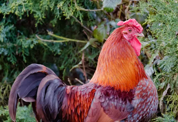 Adult Wyandotte Cockerel shown in a domestic garden in late spring. The bird has a flock of best of bred, show wining Wyandotte hens, out of view of the camera. He can be seen near a large pond, hunting for food.