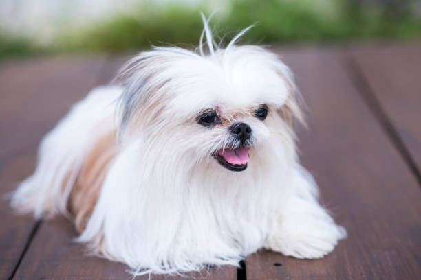 istock a dog on the floor 660811700