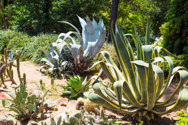 istock Set of agaves and cactuses 660827528