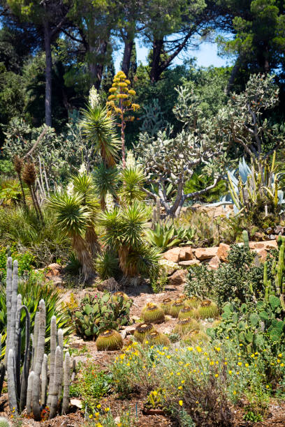 istock Cactus, palm trees and agaves landscape. 660834698