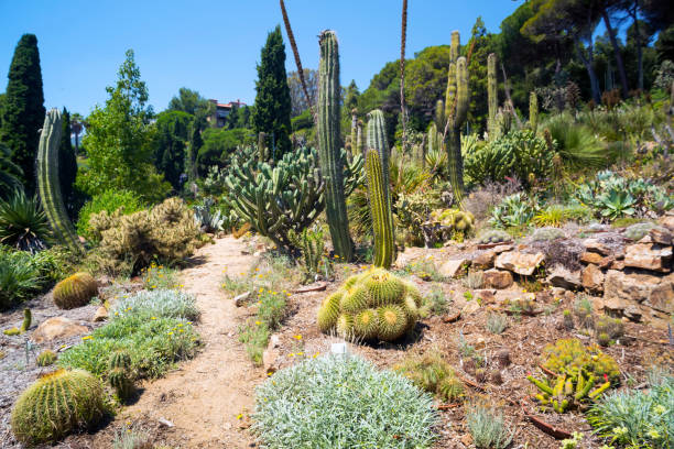 Cactus Natura paesaggio verde - foto stock