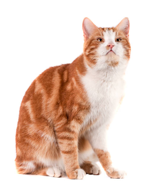 istock red cat sitting and waiting isolated on white background 660870818
