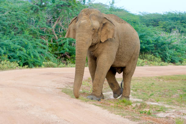 istock Wild Elephant In Yala National Park, Sri Lanka 660877262