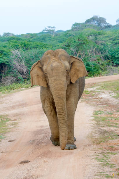istock Wild Elephant In Yala National Park, Sri Lanka 660877864