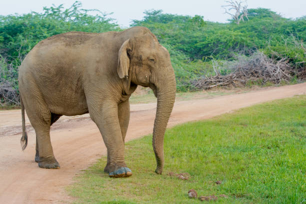 istock Wild Elephant In Yala National Park, Sri Lanka 660878122