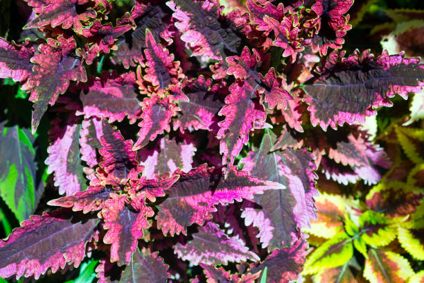 istock Full frame view of purple and green coleus 660879230