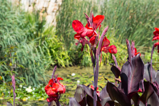 istock Blossoming plant Cannes 660879560