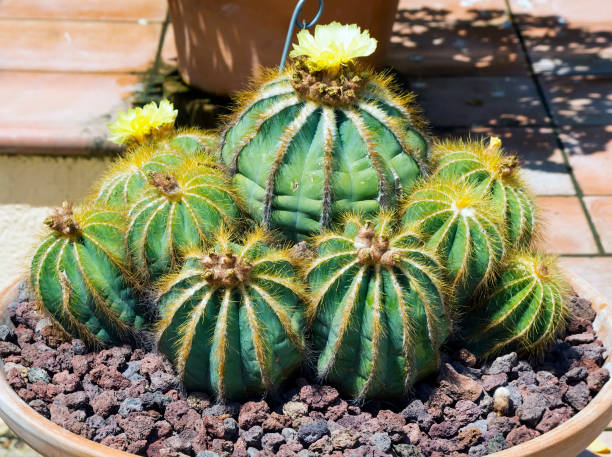 La parodia magnifica cactus in fiore - foto stock