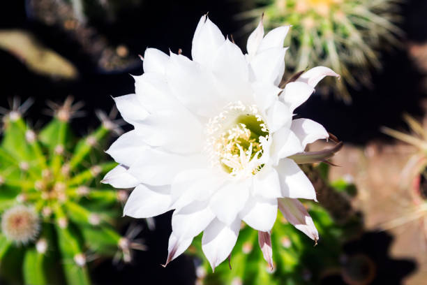 istock Fine white flower of a cactus 660883360