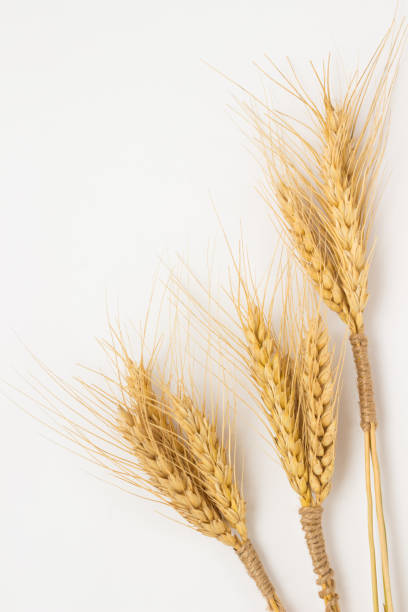 istock Three bunch  of wheat on a white background closeup 660890214