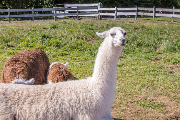 istock Lamas in Patagonia 660906034