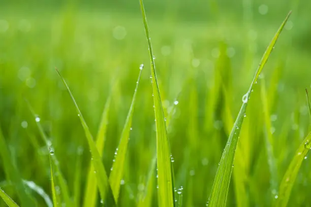 Macro photo of fresh green grass with raindroplets and nice bokeh