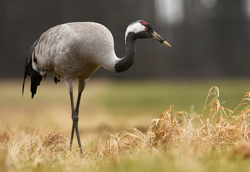 Female Common crane.