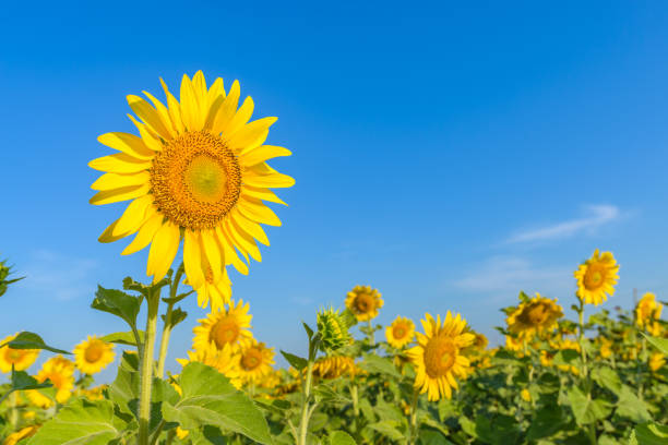 istock Sunflowers with blue sky on sunny day 660929570