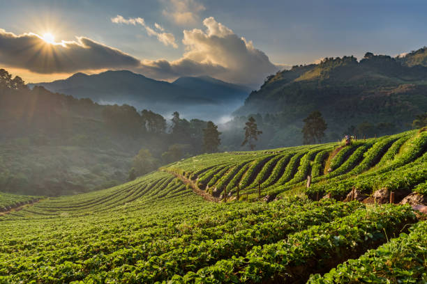 istock Strawberry farm at Doi Angkhang, Chiangmai, Thailand 660930918