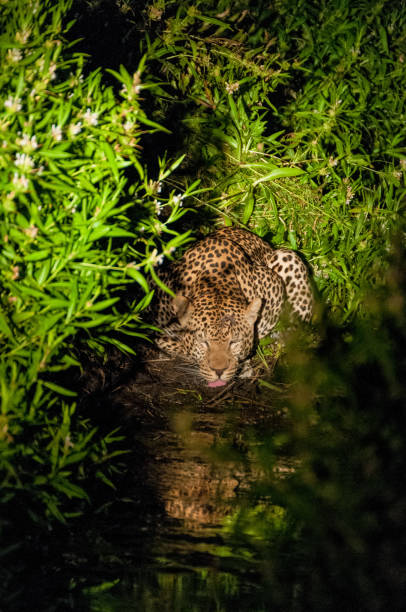 istock Leopard drinking water at night in the Serengeti 660939530